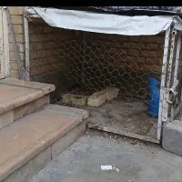 قفس مرغ وخروس