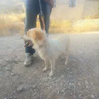 سگ پاکوتاه