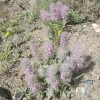 فروش سیمکارت همراه اول دایمی