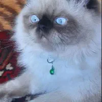 گربه