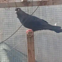 کفتر سیاه بوشهری