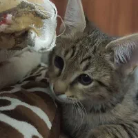 واگذاری بچه گربه شیطون و بانمک
