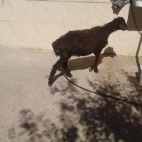 بره ماده افشاری