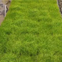 توم آماده  نشا باکسی ۲۳۰۰۰۰