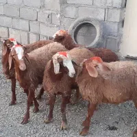 گوسفند ،۵عدد کاور نر مغان