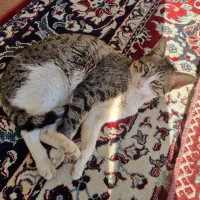 گربه خانگی رایگان 2 عدد