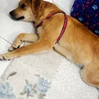 واگذاری سگ اشپیتز