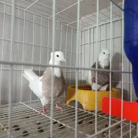 طوقی|پرنده|شراء, |دیوار