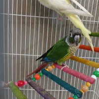 طوطی گرینچیک و عروس همراه با قفس