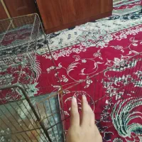 قفس|لوازم جانبی حیوانات|مشهد, نوده|دیوار