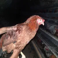 مرغ گلپایگان  ۹ ماهه در حال تخم گذاری