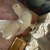 کفتر دم چتری نر