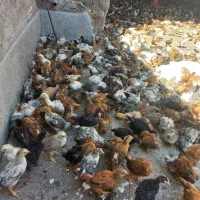 جوجه گلپایگان