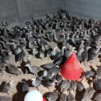 بوقلمون برنز