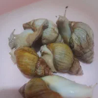حلزون