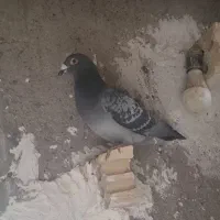 کبوتر