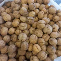 گردو ۵۴درصد بلغاری