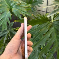 Iphone 13 normal|موبایل|تهران, آزادشهر|دیوار