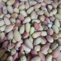 پسته کالک
