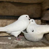 کبوتر پرشی درجه ۱