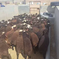 بره جفتی 50 کیلو