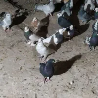 23تا کفتر فروشی