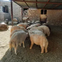 ۳۰راس بره نر وماده ...فقط روپا