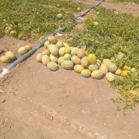 جانا گوسفندی