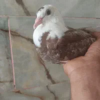 شازده