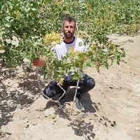 نهال صنوبر و میوه