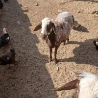 میش فروشی