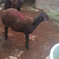فروش ویژه دو راس بره اصیل قزل افشار،سالم،پرانرژی