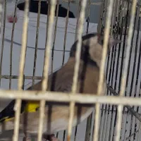 سهره|پرنده|نسیم‌شهر, |دیوار