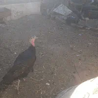 بوقلمون ماده