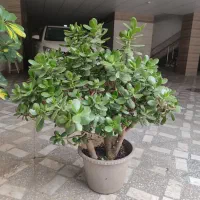 گل طبیعی،گل یشم
