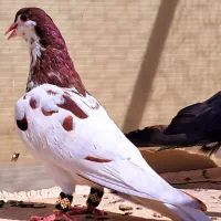 رنگه ساده سیاه افشون خال سرخ چپ و ساده رنگی پرشی