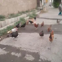 مرغ تخم گذار