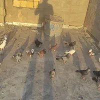 کفتر تهرانی و اصفهانی