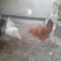 مرغ تخم گذار