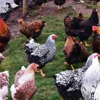 ویاندوت بلورد اورنج ‌و بلک رد