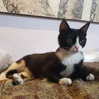 واگذاری چند فرشته