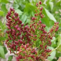 هادر ۳ (سون پیستاک پسته)