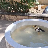 جوجه اردک سه ماهه