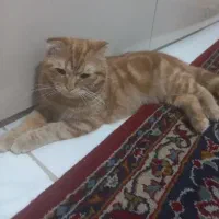 گربه