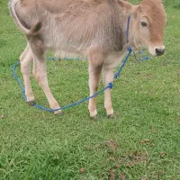 ورزا کوله چالوسی