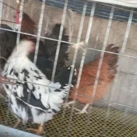 مرغ تخمگزارودستگاه جوجه کشی وقفس