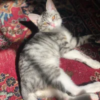 واگذاری فوری گربه نر پنج ماهه