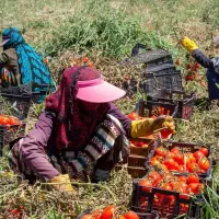سرکارگرم انجام تمام کارهای کشاورزی با نیرو زن ومرد