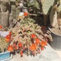 گل  .کاکتوس