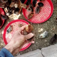 فروش عمده جوجه گلپایگان اصلی ۲۰ روزه واکسن خورده